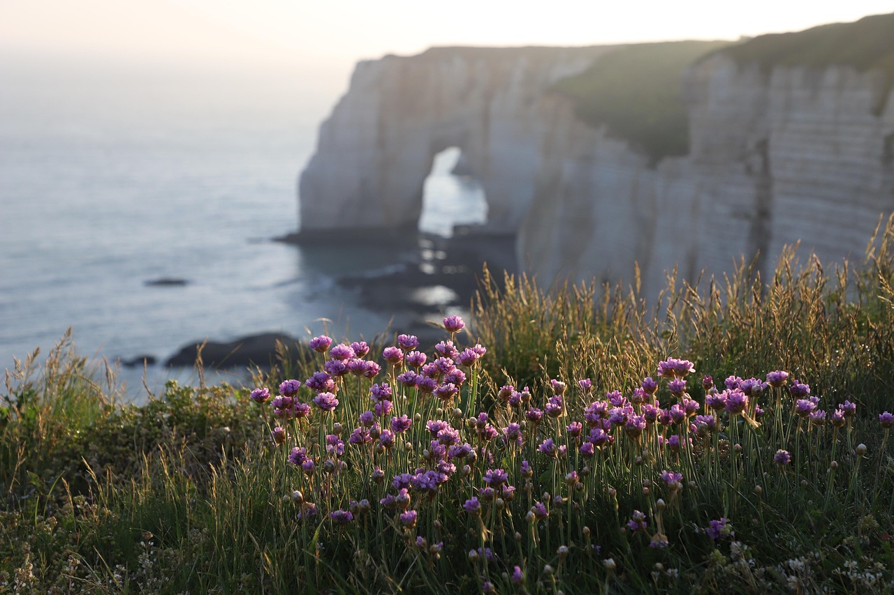 Sea thrift flowers on a headland above a calm evening sea